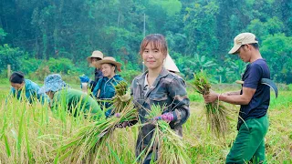 One day as a hired laborer harvesting rice. Traditional rice harvesting process - Live alone freely