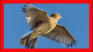 Eurasian Skylark Song! Eurasian Skylark Call! Eurasian Skylark Sound! Eurasian Skylark Singing!