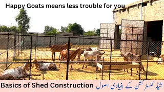 Goat Farm Shed Structure Basics  صحت مند ماحول صحت مند بکری