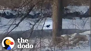 Stranger Helps Woman Find Her Lost Dog | The Dodo Faith = Restored