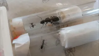 updates on the Ants :D (camponotus ligniperda)