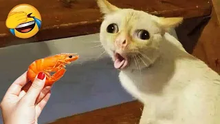 Funny Cats and Dogs Videos 😹🐶 Funniest Animals 😂 Part 3