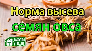 Овес: норма высева