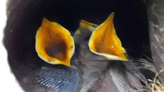 Маленькие птенцы просят есть