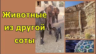 Живые камни и металл из воды. Вячеслав Котляров.