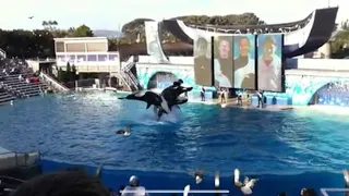 Seaworld San Diego Believe Shamu Show 12/11/11 (Without trainer in water) killer whales