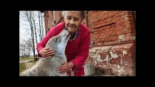 Elle a élevé un chiot sans savoir qu’il s’agissait d’un loup, puis il lui a montré sa vraie nature…