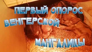 Первый опорос венгерской мангалицы