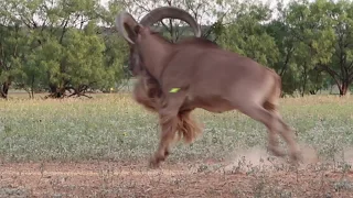 Diamond "C" Bow Hunting - Aoudad