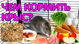 Чем кормить крысу? Кормление декоративных крыс