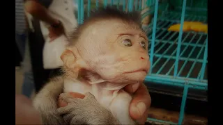 Considering owning a monkey? Watch this first!!!