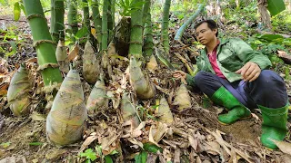 Harvest bamboo shoots in bulk and sell to traders