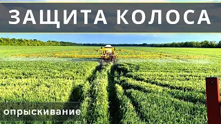 ЗАЩИТА КОЛОСА ОТ ФУЗАРИОЗА | Обзор сортов пшеницы