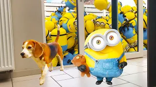 🌟😆Minions in Real Life 😆🌟 Animation Compilation : Raining Minions