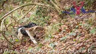 A Day In The Life Of: GBS Gundogs & Picker Ups With Kev Jenkins