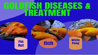 Goldfish Diseases And Treatment |  Goldfish Fin Rot  Treatment