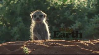 WildEarth - Sunrise -  19 December 2020