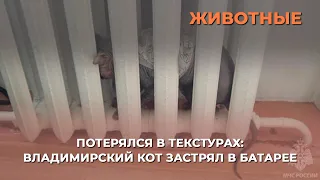 Потерялся в текстурах: владимирский кот застрял в батарее