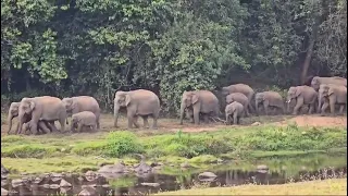 Anakulam Wild Elephants