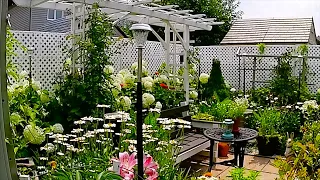A Garden To Relax | Small Backyard Garden Tour #garden #gardentour #gardening #new #relaxing #plant