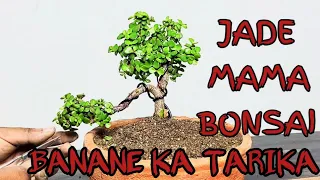 JADE PLANT KA MAMA BONSAI KAISE BANAYE  // HOW TO MAKE MAMA BONSAI  // BONSAI THE ART 🏝