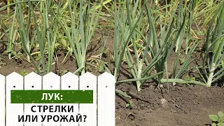 Почему стрелки на луке? О чем это говорит и как этого не допустить?