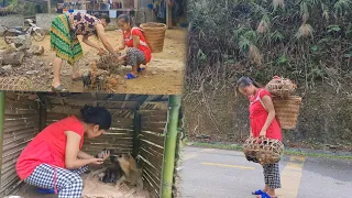 The dog successfully gave birth and bought more chicks to raise