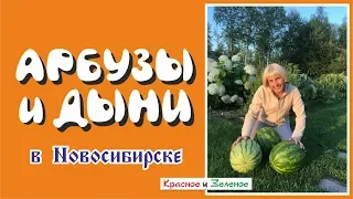 Арбузы и дыни в Новосибирске