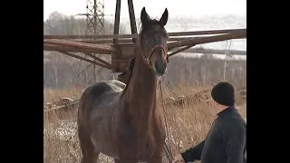 Жеребец Анклав стал лучшим коренником Красноярского края и Хакасии