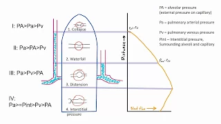 Zones of the Lung