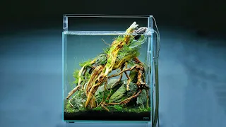 How to Aquascape a Beautiful Nature Aquarium - Full Tutorial