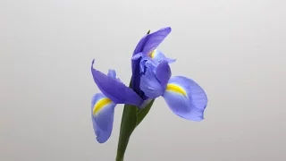 Iris Blooming Time Lapse