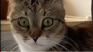 THE BEST CUTE AND FUNNY CAT VIDEOS OF THE WEEK 2021 YUFUS