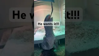 Giant lizard tries new food! #lizard #dinosaur #savannahmonitor