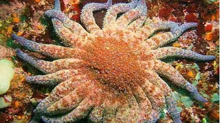 Facts: The Sunflower Star