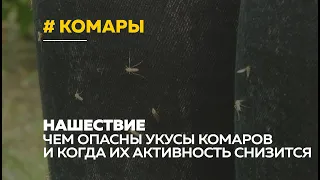 Полчища агрессивных комаров атаковали барнаульцев. Чем опасны укусы и когда прекратится нашествие