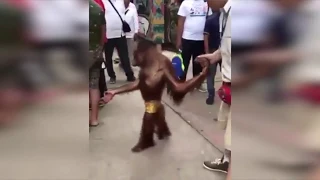 Orangutan casually fondles some balls