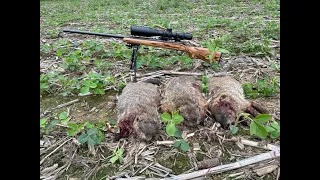 2023 Pa .243 Groundhog Hunt (Remington 700 VLS)