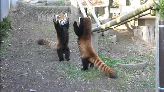 レッサーパンダの威嚇