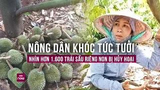 Nông dân khóc ngất nhìn vườn sầu riêng tiền tỉ bị phá tan hoang: Vay tiền đầu tư, giờ lấy gì trả nợ?