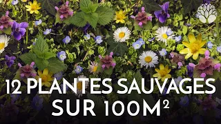 12 plantes sauvages comestibles ou médicinales sur 100m²