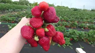 ГЕНРИ позднеспелая клубника с гигантской ягодой.