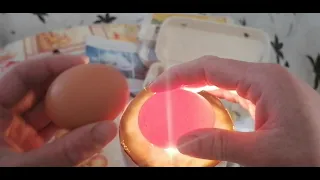 Проверка яиц овоскопом перед закладкой в инкубатор Несушка 36 яиц.