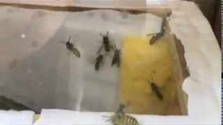 Verplaatsing van een wespennest