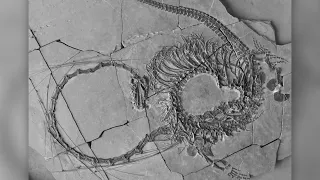 Scientists unveil a Chinese Dragon fossil