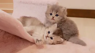 The kittens' playful time before nap time is so cute...