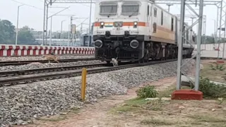 Live Animal Accident || Speedy train hits dog but dogs is not injulled || 09133 BDTS GCT SPL ||