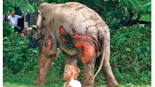 Train Hits Elephant And leaves it Critically Injured - Viral Video India (Update)