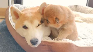 Smallest Puppy is Already Kissing Mom ❤️❤️