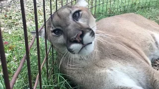 Biggest Cat That Purrs And Meows